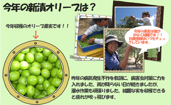 2012新漬オリーブ 今年の新漬