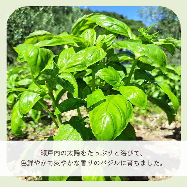 小豆島産バジル