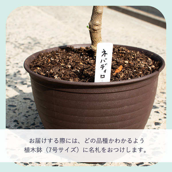 7号植木鉢に品種の名札つき