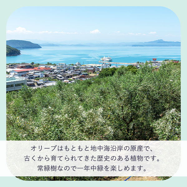 地中海原産